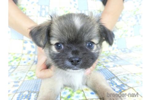 成約済の千葉県のチワワ(ロングコート)-159385